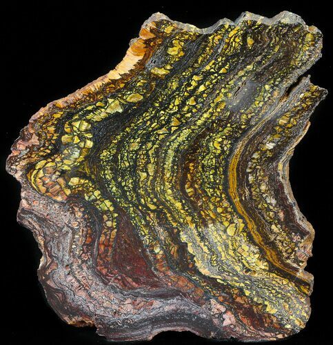 Polished Tiger Iron Stromatolite - ( Billion Years) #41086